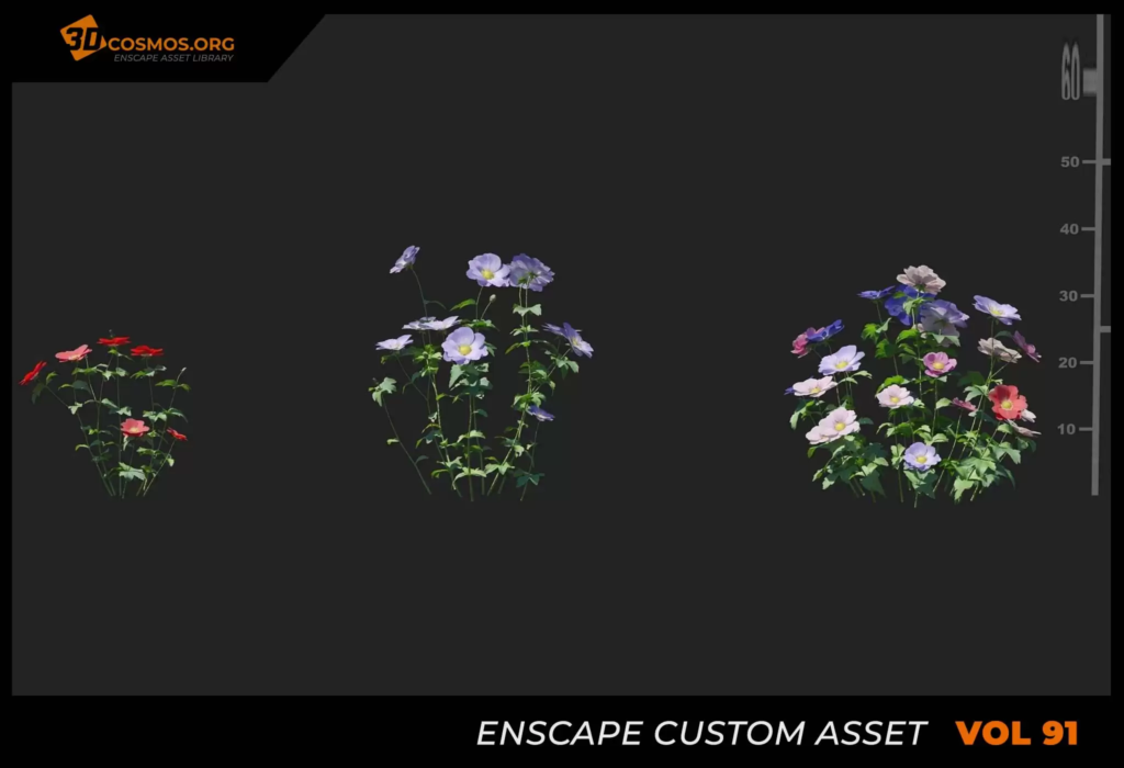 MT_PM_V91_Anemone_cathayensis_01_04-06