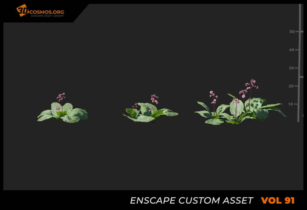 MT_PM_V91_Bergenia_purpurascens_01_01-03