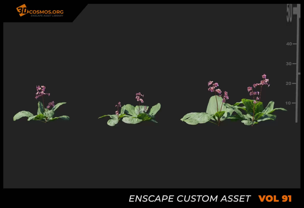 MT_PM_V91_Bergenia_purpurascens_01_04-06