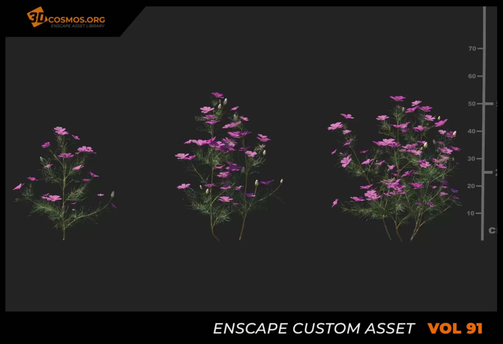 MT_PM_V91_Cosmos_bipinnatus_01_01-03