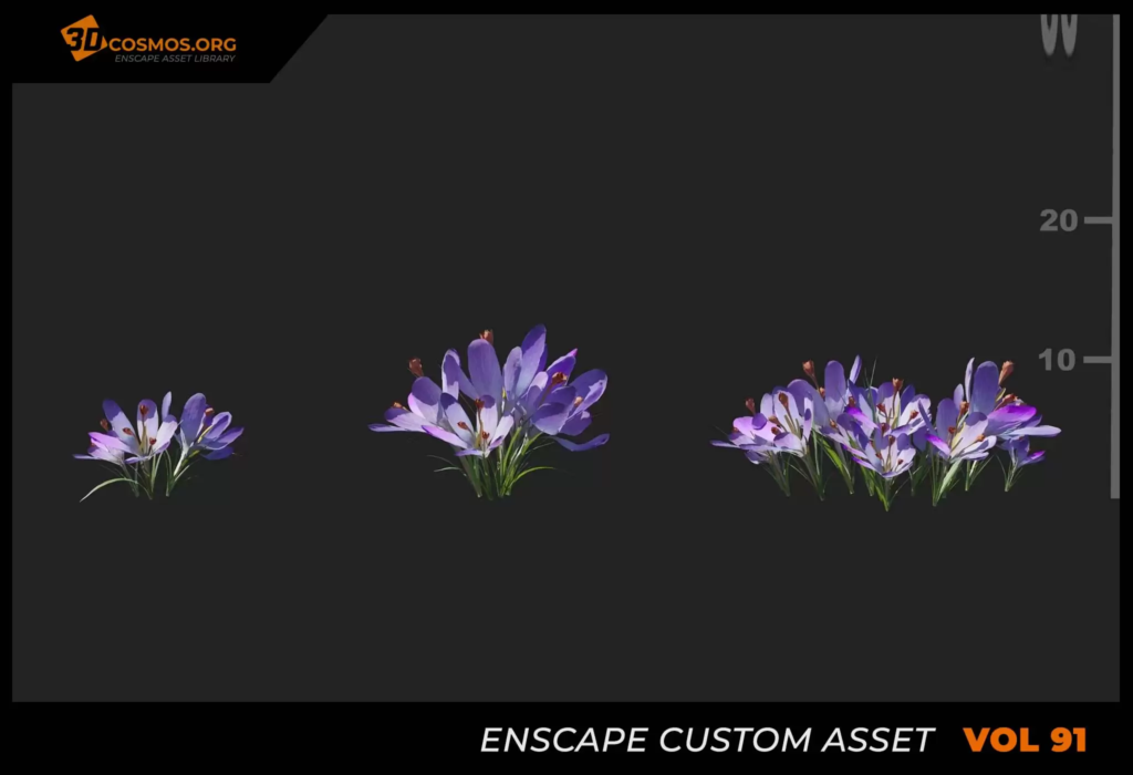 MT_PM_V91_Crocus_sativus_01_04-06
