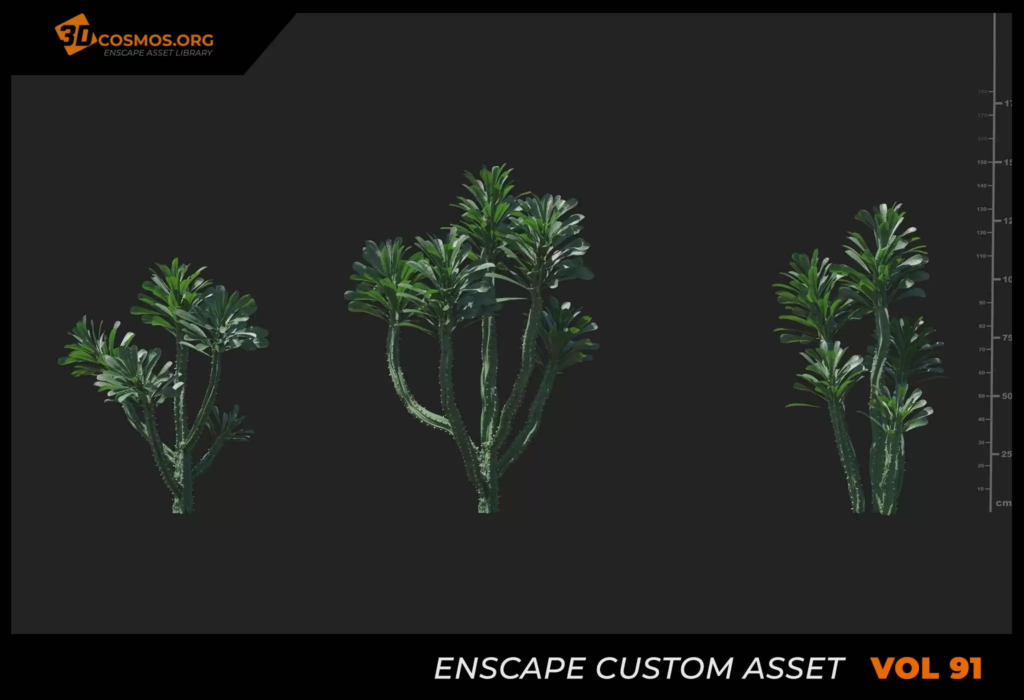 MT_PM_V91_Euphorbia_royleana_boiss_01_01-03