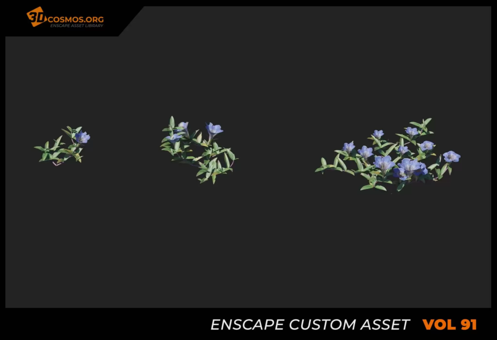 MT_PM_V91_Gentiana_scabra_bunge_01_01-03