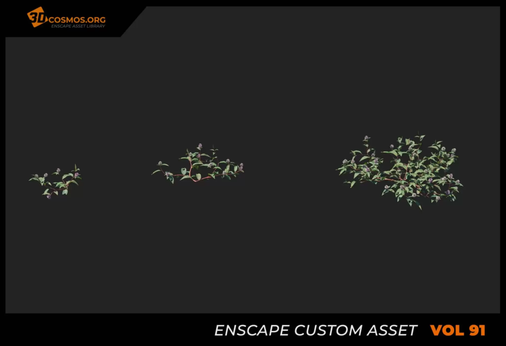 MT_PM_V91_Polygonum_capitatum_buch_01_01-03