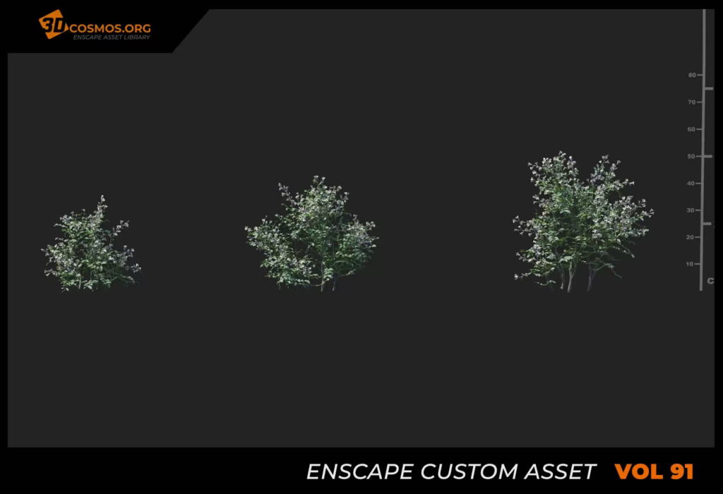 MT_PM_V91_Sophora_davidii_01_01-03