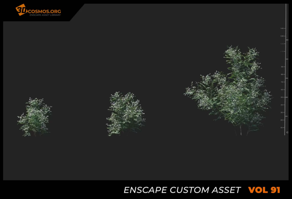 MT_PM_V91_Sophora_davidii_01_04-06