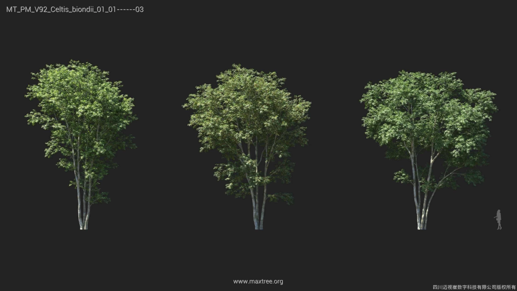 MT_PM_V92_Celtis_biondii_01_01-03