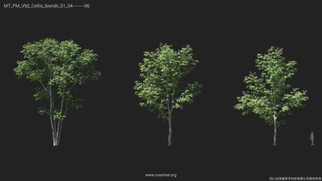 MT_PM_V92_Celtis_biondii_01_04-06