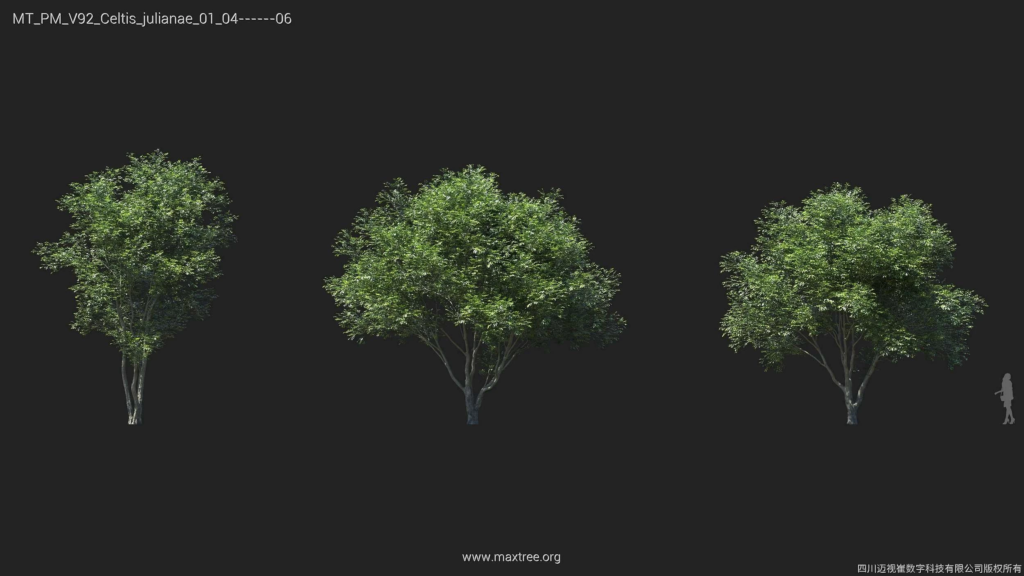 MT_PM_V92_Celtis_julianae_01_04-06