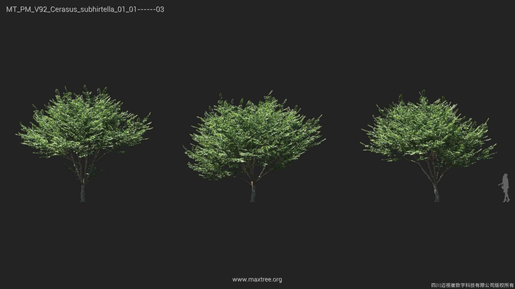 MT_PM_V92_Cerasus_subhirtella_01_01-03