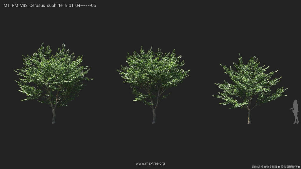 MT_PM_V92_Cerasus_subhirtella_01_04-06