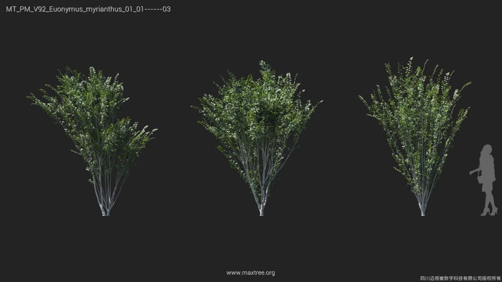 MT_PM_V92_Euonymus_myrianthus_01_01-03