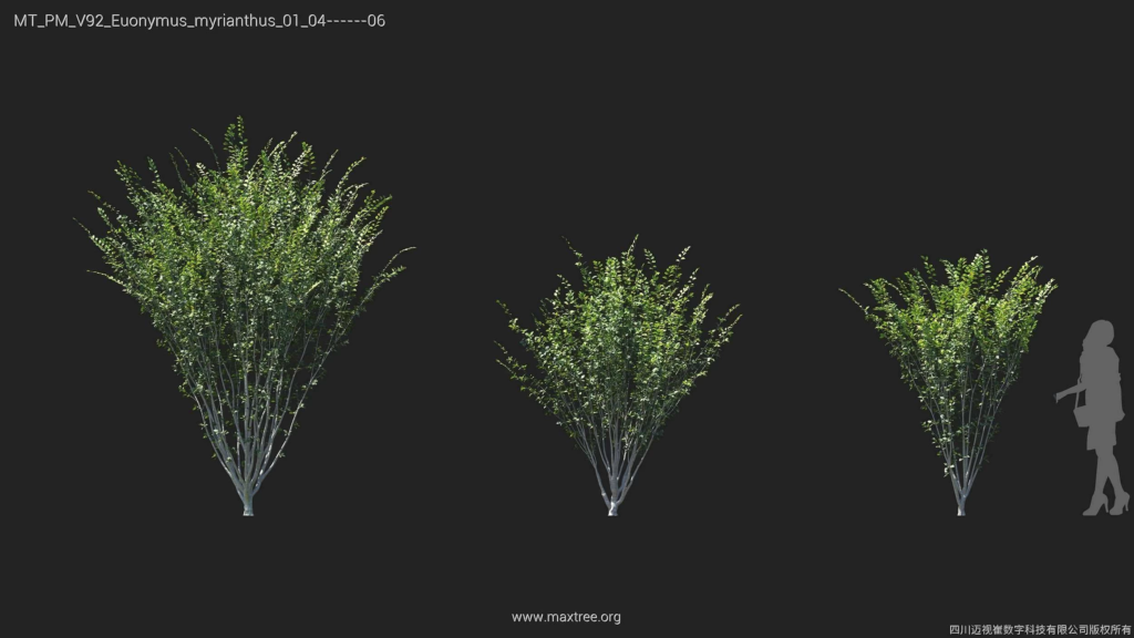 MT_PM_V92_Euonymus_myrianthus_01_04-06