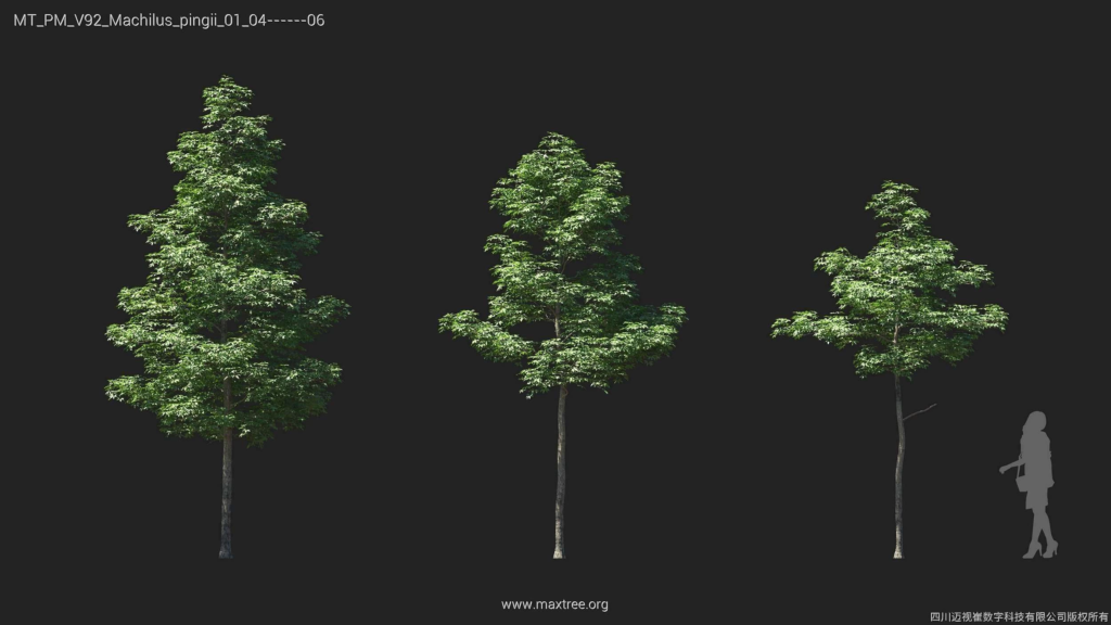 MT_PM_V92_Machilus_pingii_01_04-06