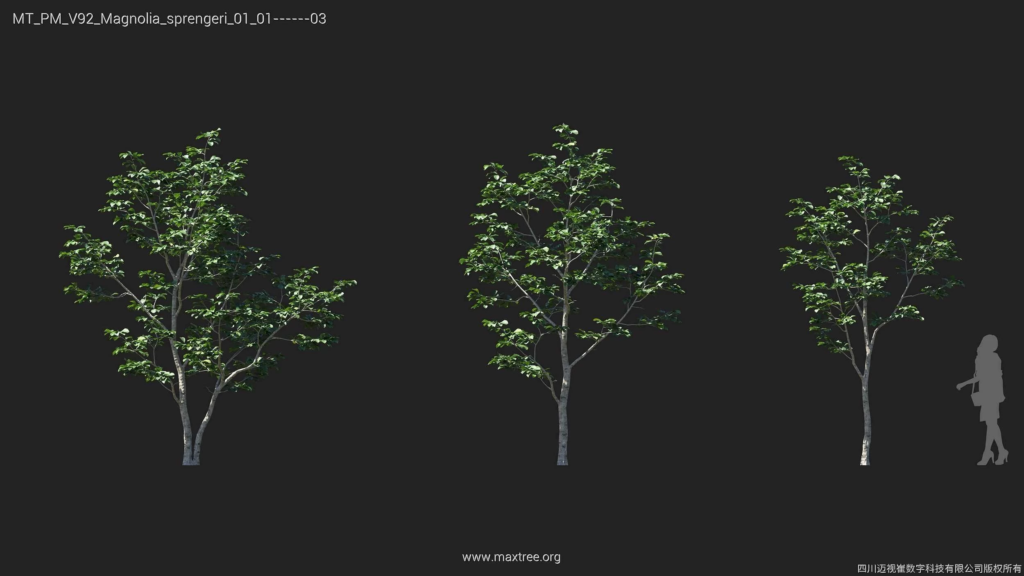 MT_PM_V92_Magnolia_sprengeri_01_01-03