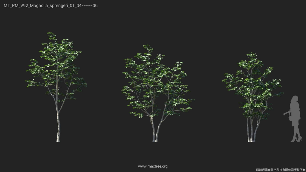 MT_PM_V92_Magnolia_sprengeri_01_04-06