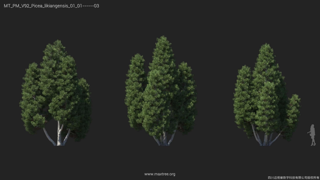 MT_PM_V92_Picea_likiangensis_01_01-03