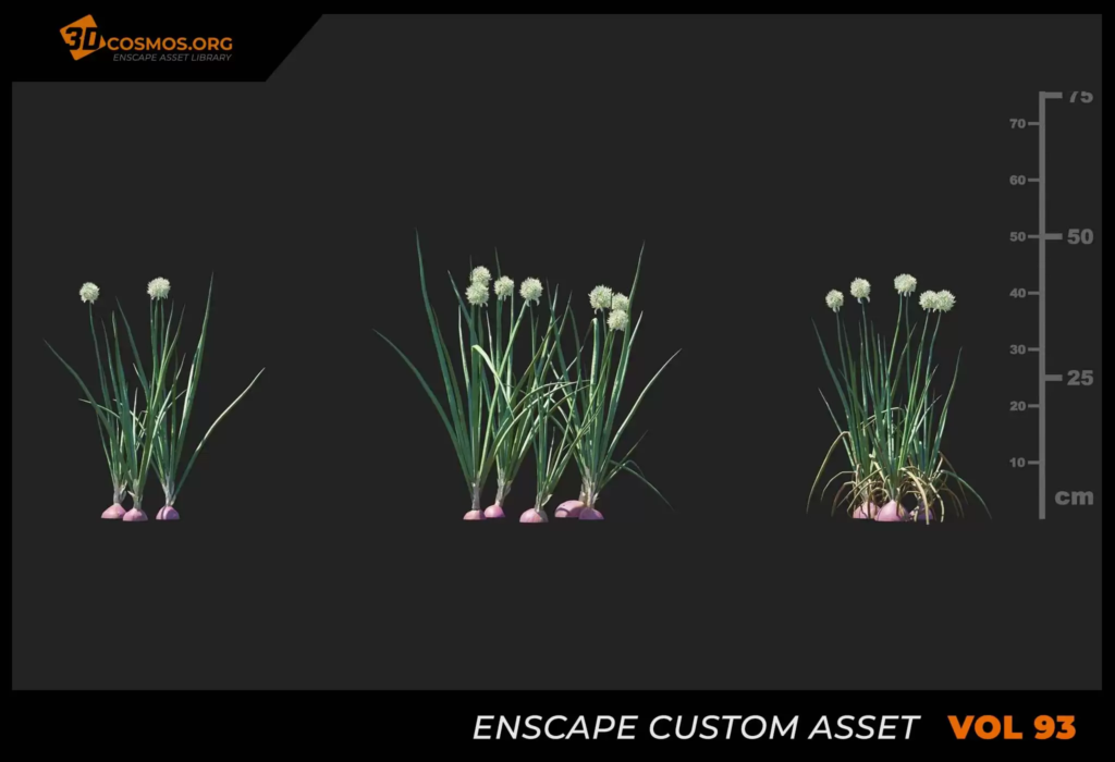 MT_PM_V93_Allium_cepa_01_07-09