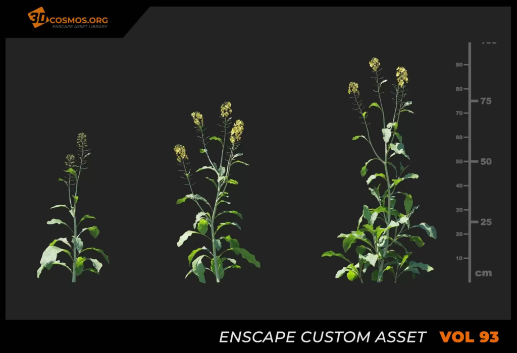 MT_PM_V93_Brassica_juncea_01_01-03