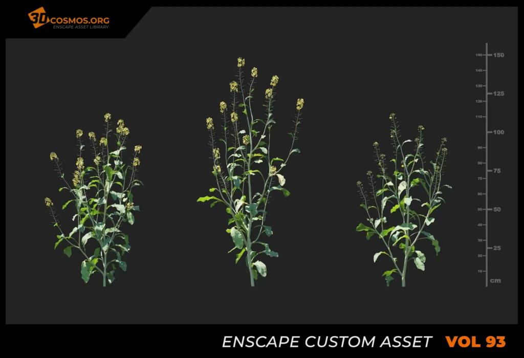 MT_PM_V93_Brassica_juncea_01_04-06