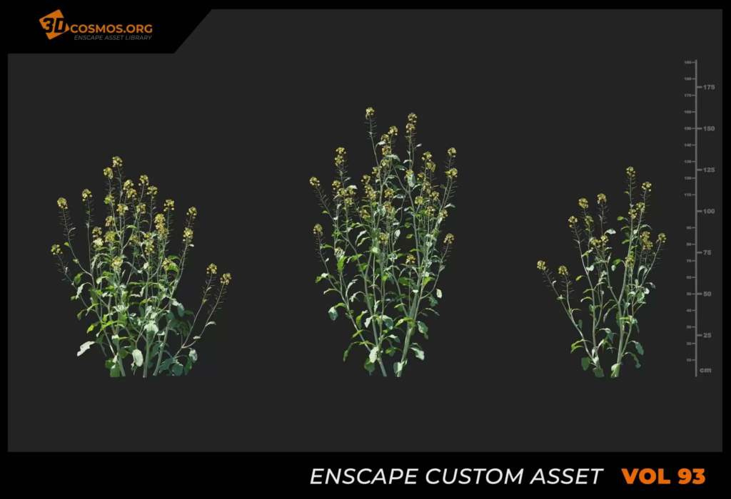 MT_PM_V93_Brassica_juncea_01_07-09