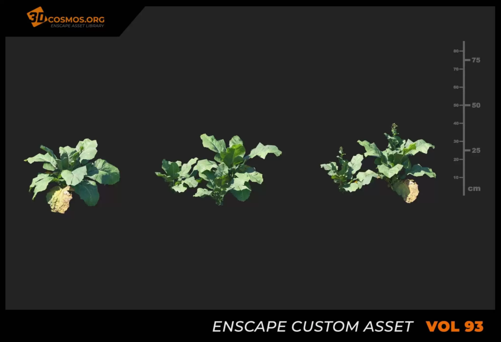 MT_PM_V93_Brassica_napus_01_01-03