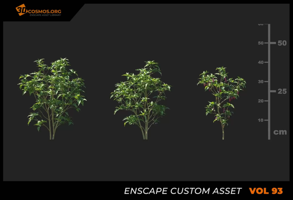 MT_PM_V93_Capsicum_annuum_01_01-03