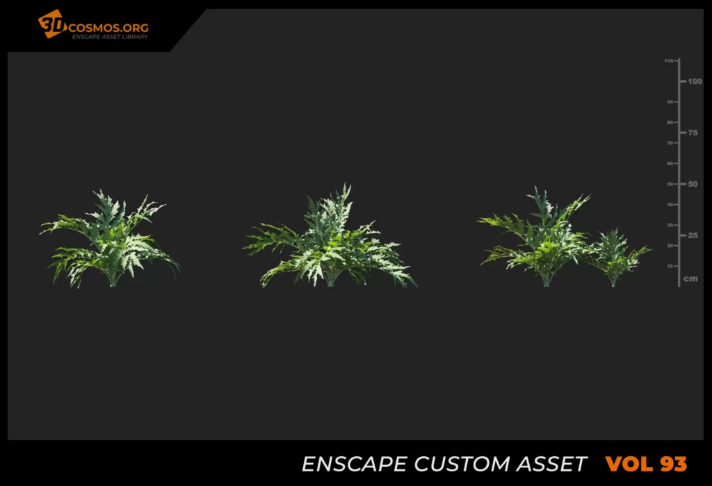 MT_PM_V93_Cynara_scolymus_01_01-03