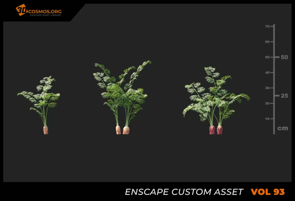 MT_PM_V93_Daucus_carota_sativus_01_01-03