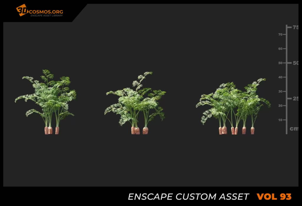 MT_PM_V93_Daucus_carota_sativus_01_04-06