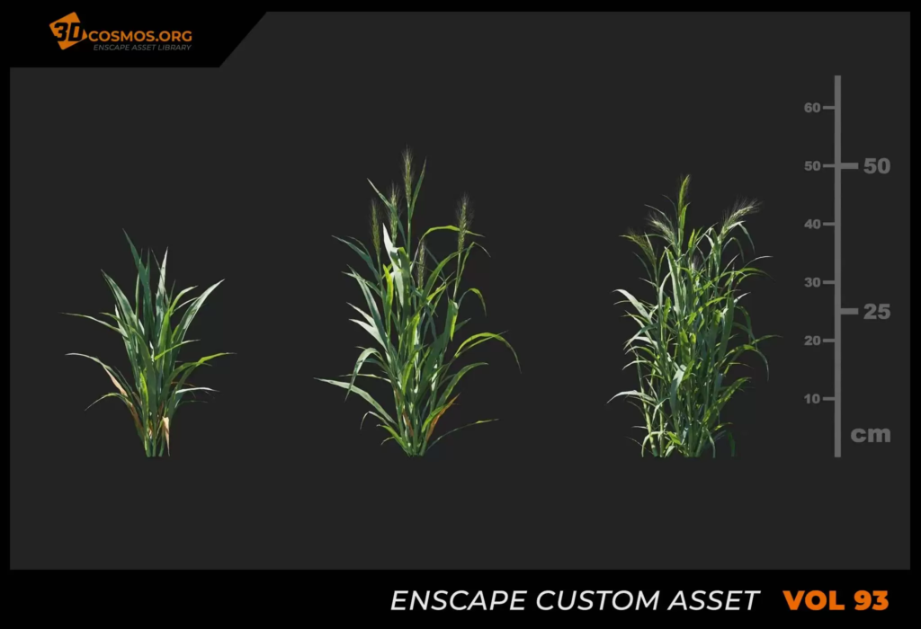 MT_PM_V93_Hordeum_01_01-03
