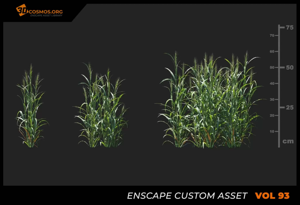 MT_PM_V93_Hordeum_01_04-06