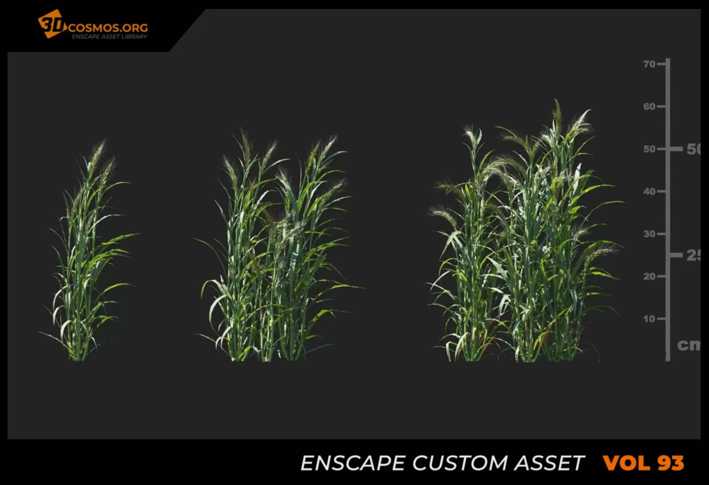 MT_PM_V93_Hordeum_01_07-09