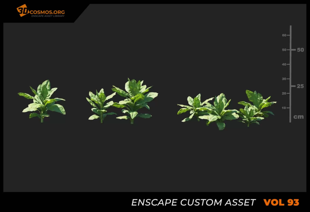 MT_PM_V93_Nicotiana_tabacum_01_01-03