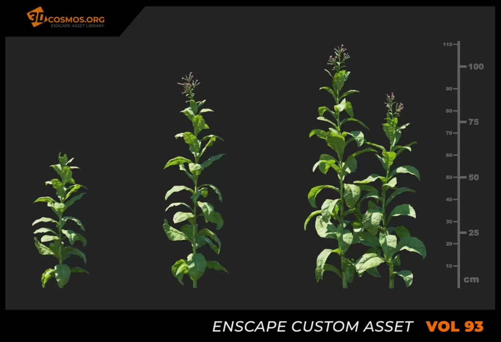 MT_PM_V93_Nicotiana_tabacum_01_04-06