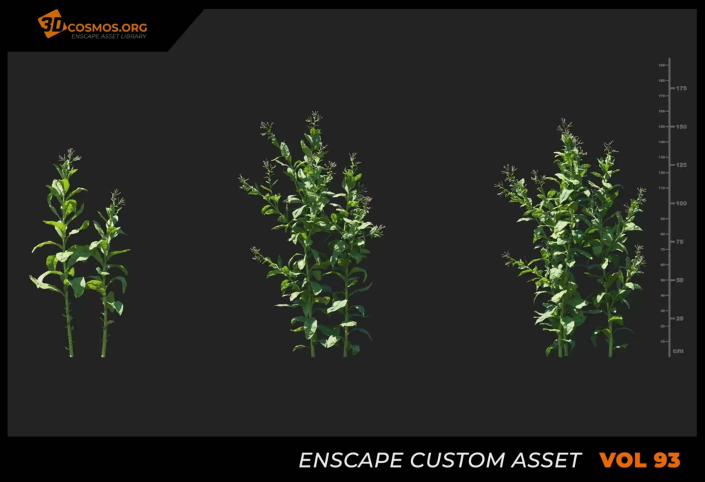 MT_PM_V93_Nicotiana_tabacum_01_07-09
