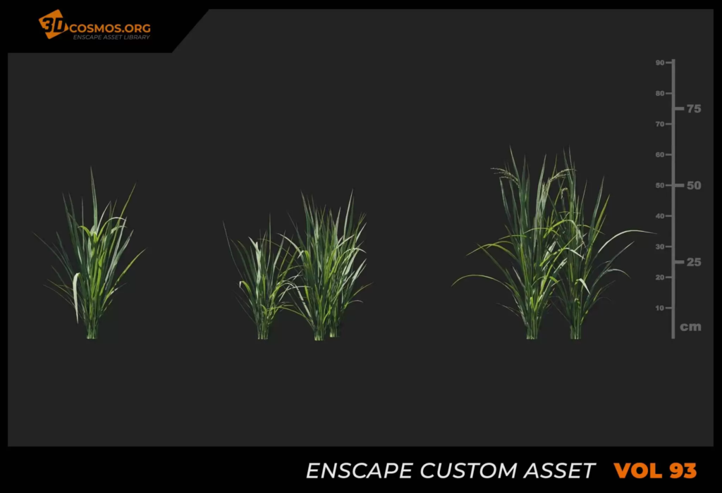 MT_PM_V93_Oryza_sativa_01_01-03