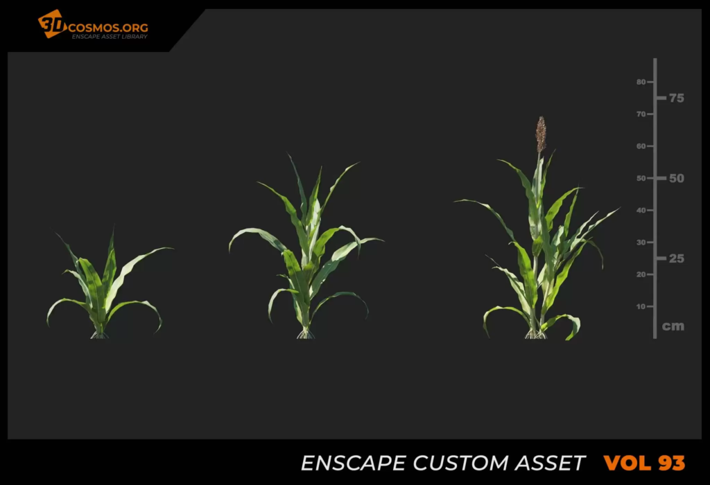 MT_PM_V93_Sorghum_bicolor_01_01-03
