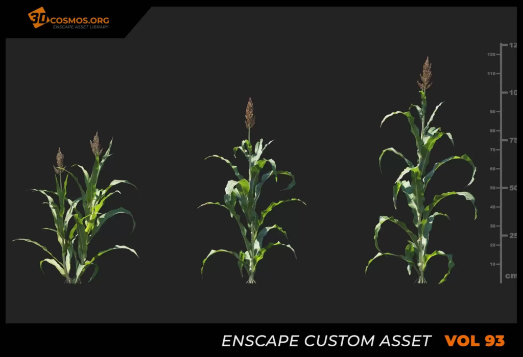 MT_PM_V93_Sorghum_bicolor_01_04-06
